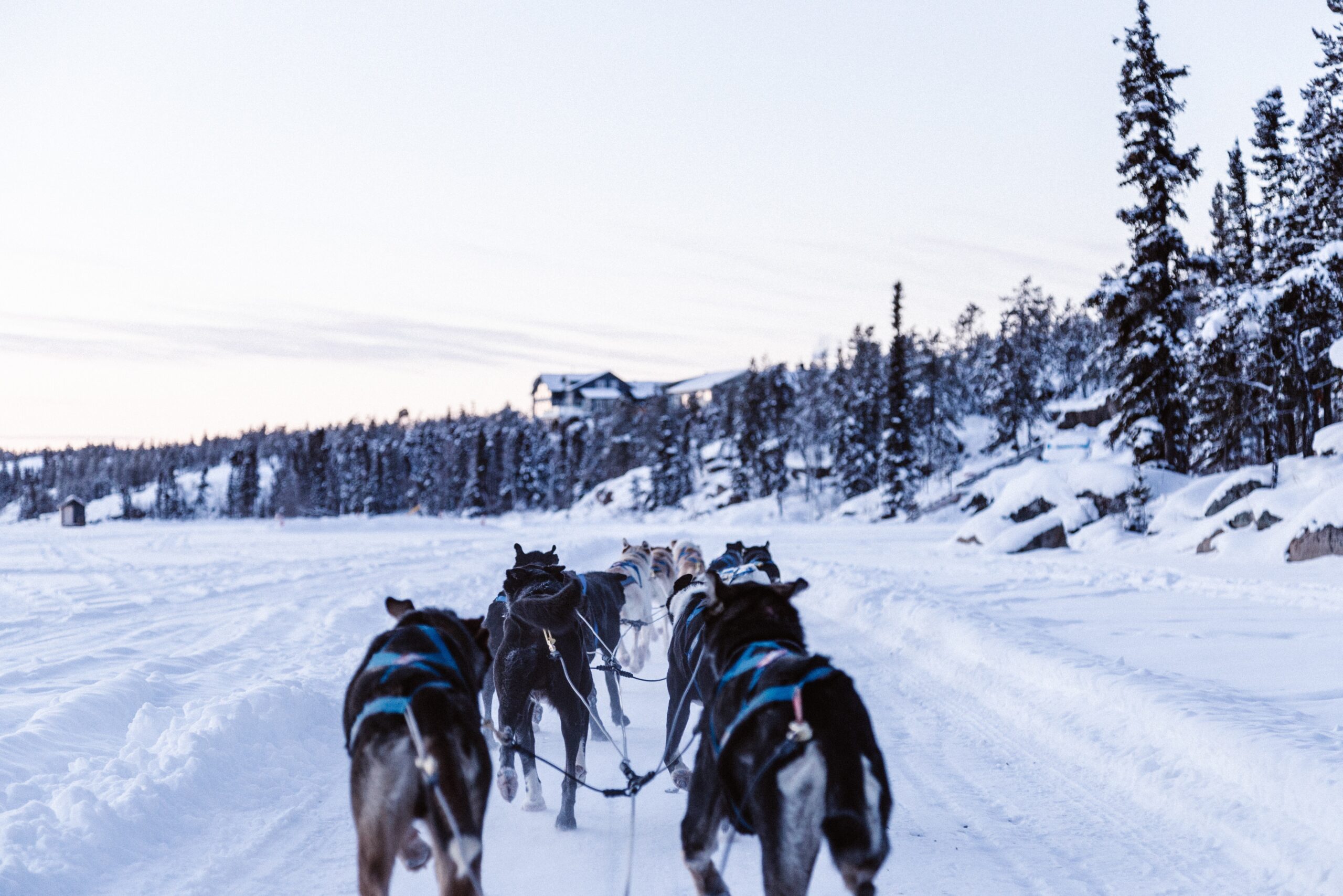 Dogs pulling sled in snow